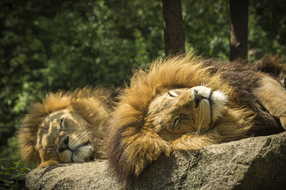 Platz 6 Guenter Bollenbacher